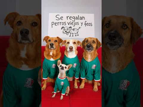 Qué pasará con mis perritos ahora que nació mi bebé?? 👶🏻🐕