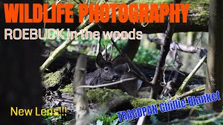 WILDLIFE PHOTOGRAPHY/ Ghillie Blanket and Roe Deer in the woods