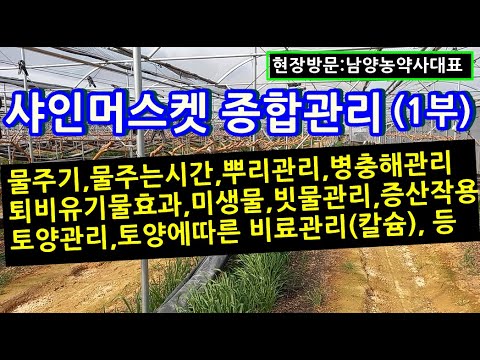 , title : '샤인머스켓 종합관리(1부)/남양농약사대표 현장방문'