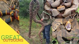 Florida's huge snake population part 4 venomous snakes