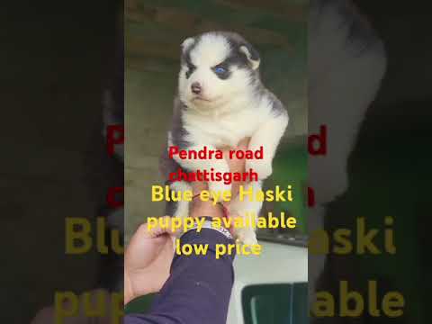 7354329905 pendra road chattisgarh #@@# low price ##@ dog available #@@