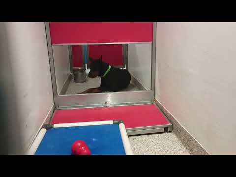 Mousse 1y A872290 kennel 191 PACC shelter needs a time but all groovy findin happy place20250622 553