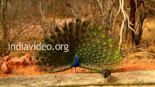 Dancing Peacock, Ranthambore National Park 