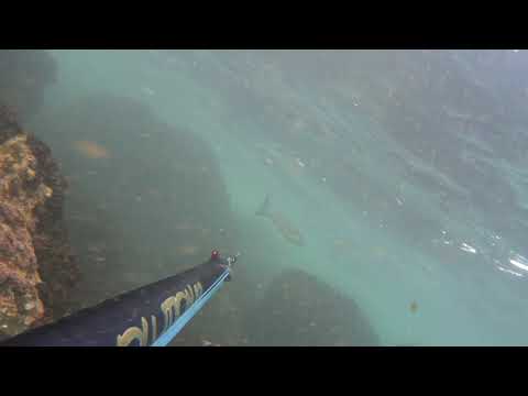 cefalo nel dorbido Revolution 82