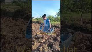 Download lagu wanita madura memang hebat !! nyiram tembakau . mp3