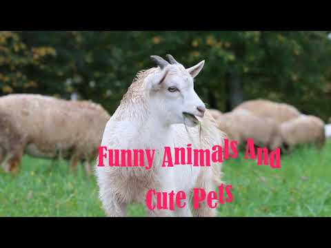 Funny Animals And Cute Pets 1