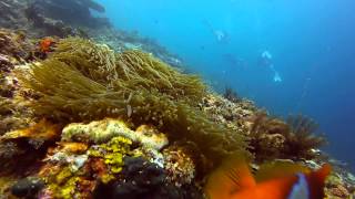 preview picture of video 'Diving Popolcan, El Nido, Philippines'
