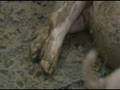 Animal Pharm part 3