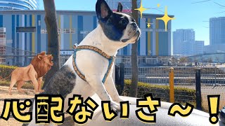 豊洲のドッグラン行ったら、ワンコがライオンキングになっちゃった😂（笑）