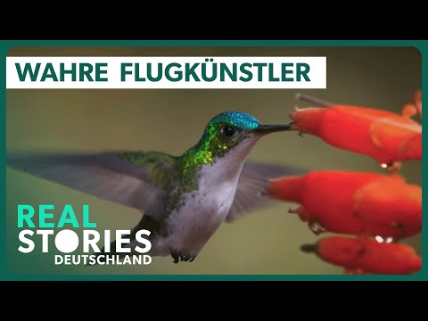Kolibris: Die flinksten Vögel der Welt | Real Stories Deutschland