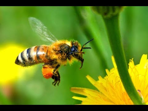 U potrazi za pašom – koliko se pčela udaljava od košnice?