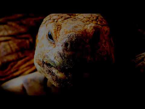 Turtle Hunter Season 5 - Marcus Strey vs. Holger Vier 14.1 +101