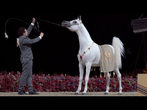 DOHA STUD - Achievements, KIAHF 2023 Peninsula Show