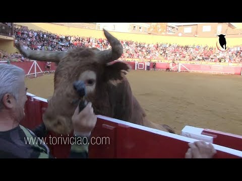 Canta jota al toro de Ustarroz y le remata en la valla - Lodosa 16 septiembre