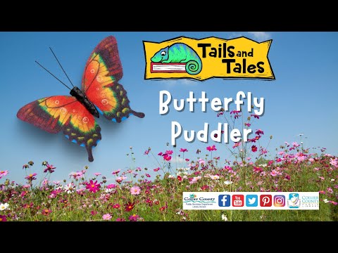 Tails and Tales Encore:  Butterfly Puddler - Collier County Public Library
