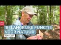 Nu is het écht herfst: de paddenstoelen komen eindelijk tevoorschijn | RTV Drenthe