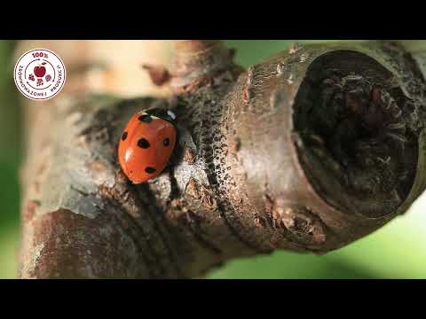 Ochrona sadu przed szkodnikami: wprowadzenie