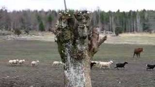 Bored Cows Chasing Sheep