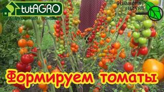 🍅 Помидоры в 2 ствола или 2 в лунку — что выберут профи? 🔥 Секрет урожайност
