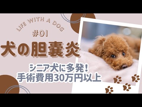 犬のボツリヌス症:症状、診断、治療