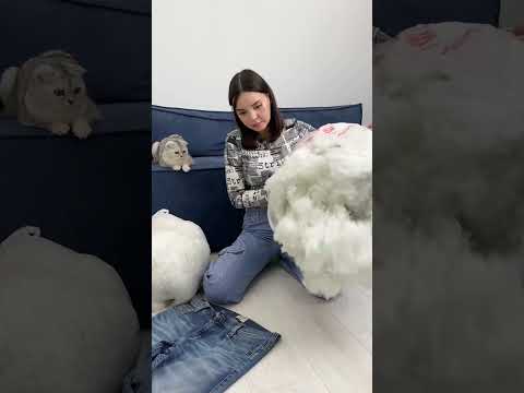 CAT BED!👖 #cats #cat