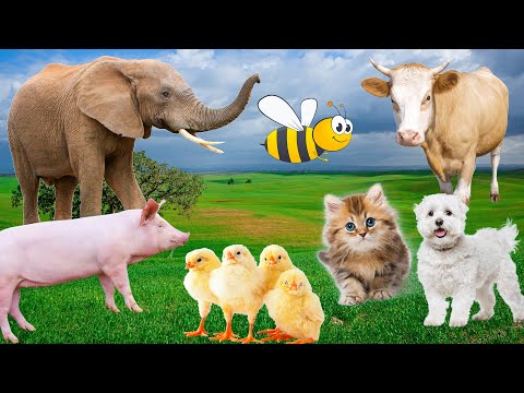 , title : 'Farm animals, animal sounds: cow, chicken, pig, elephant, duck, cat sound'