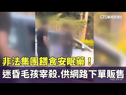 非法集團餵食安眠藥！　迷昏毛孩宰殺　供網路下單販售