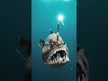 First Ever Daylight Footage Of The Black Devil Fish Seadevil Anglerfish Ocean