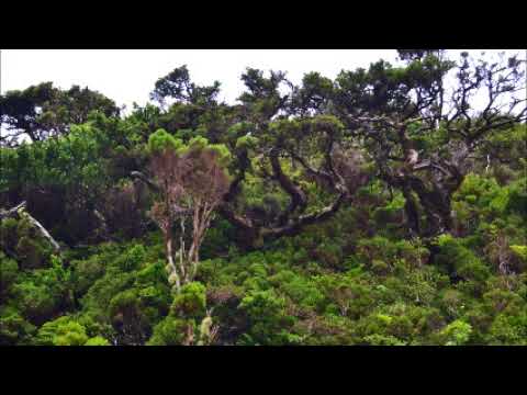 Scenic Terceira 2016