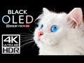 OLED Deep Black 4K HDR Dolby Vision 120fps