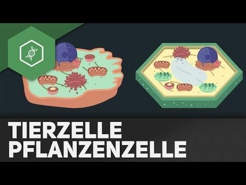 Tierzelle vs Pflanzenzelle  - REMAKE