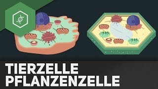 Tierzelle vs Pflanzenzelle  - REMAKE