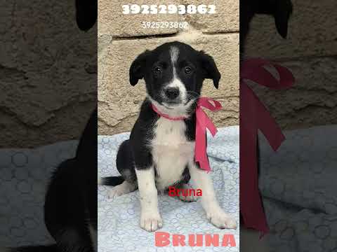 Regalo Bruna cerca disperatamente una nuova famiglia 