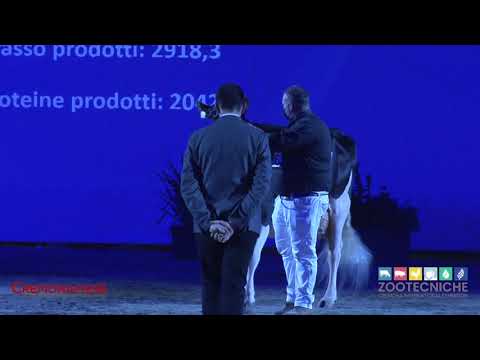 Cremona International Dairy Show 2021 - DAY 2 - Mostra Razza Holstein e Red Holstein