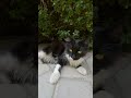 This Cute Tuxedo Cat Looks So Angry Shorts