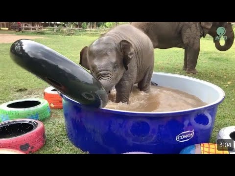 Ella and the Enchanted Elephant Parade | top ten baby elephants at play - elephantnews | elephant