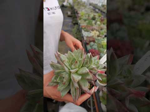 園芸 シルキーエケベリア