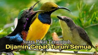 Download lagu Suara Pikat Khusus, Burung Sogon. Kolibri. Remetuk Laut. AMPUH mp3