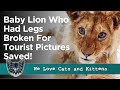 Rescuers Save Baby Lion Who Had His Legs Broken To Take Pictures With Tourists See Him Now