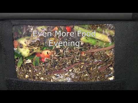 VermiBag  Ep 29   "Vermi-Window in Action with ANC's....WOW"