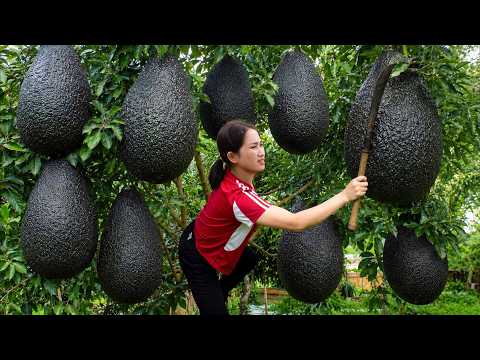 Harvesting RARE Black Avocados To Sell | Sweet avocados are grown to thrive in harsh conditions.