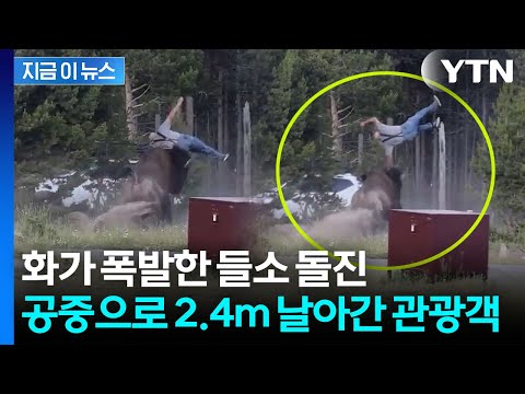 2.4m 공중으로 튕겼다…미국 국립공원서 관광객 들이받은 들소 [지금이뉴스] / YTN