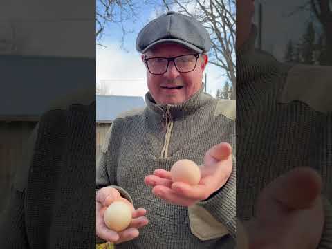 Muscovy duck eggs are superior! #muscovyduck