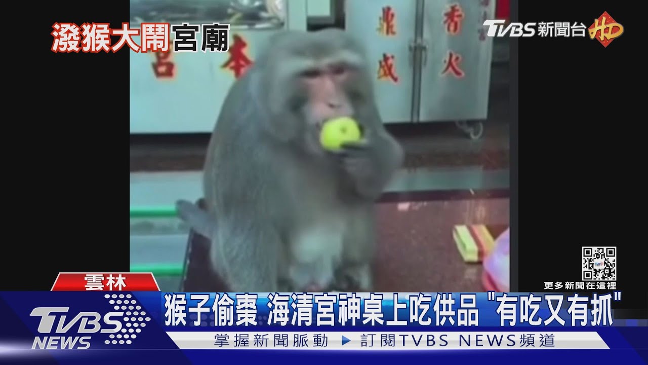 猴子偷棗 海清宮神桌上吃供品「有吃又有抓」
