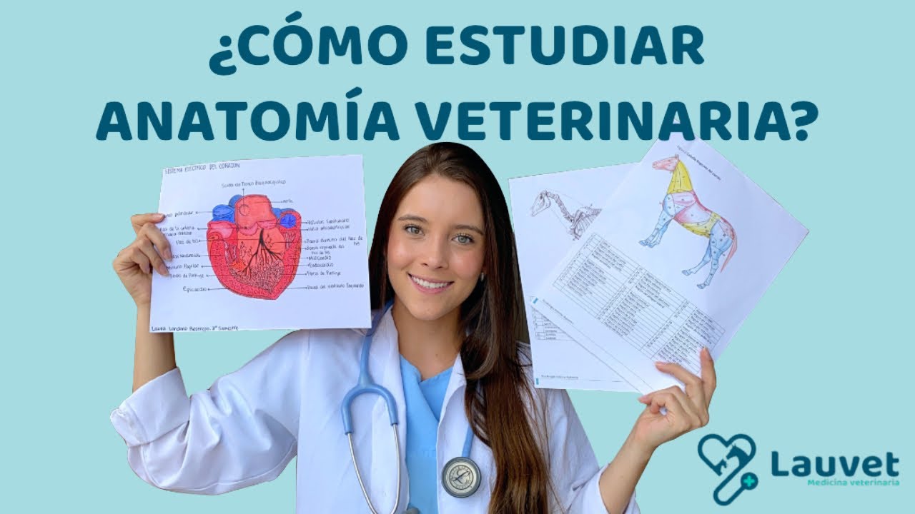 HOW TO STUDY VETERINARY ANATOMY - Lauvet
