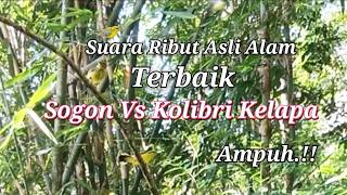 Download lagu Suara Ribut Sogon Vs Kolibri Kelapa Terbaik Paling Ampuh mp3