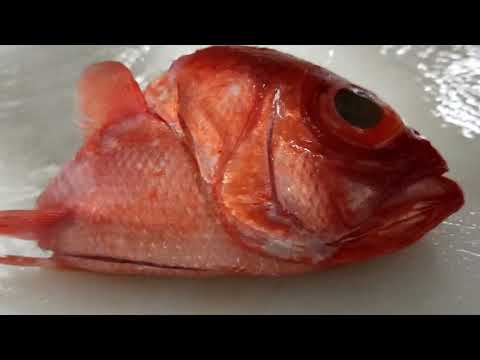 Sashimi Fish|Big Eye Red Snapper|Kinmedai (金目鯛) Full Video #japanese#zuma