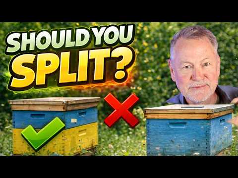 Beekeeping: The Most Important Queen You’ll Ever Choose
