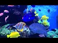 Aquarium 4K VIDEO (ULTRA HD) - Beautiful Coral Reef Fish - Sleep Relaxing Meditation Music