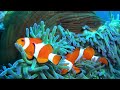 Aquarium 4K VIDEO (ULTRA HD) - Beautiful Coral Reef Fish - Sleep Relaxing Meditation Music